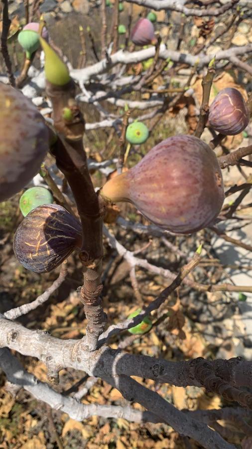 Rural Jardines La Quinta Villa El Paso Ngoại thất bức ảnh