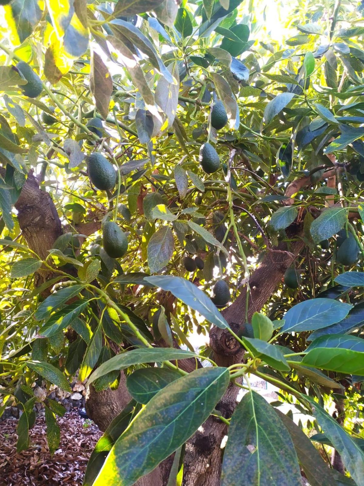 Rural Jardines La Quinta Villa El Paso Ngoại thất bức ảnh